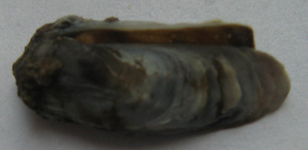 piccolo bivalve da identificare